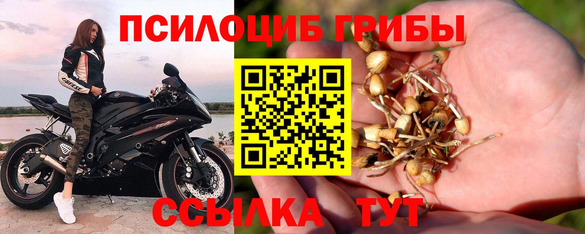 Псилоцибиновые грибы мицелий Людиново